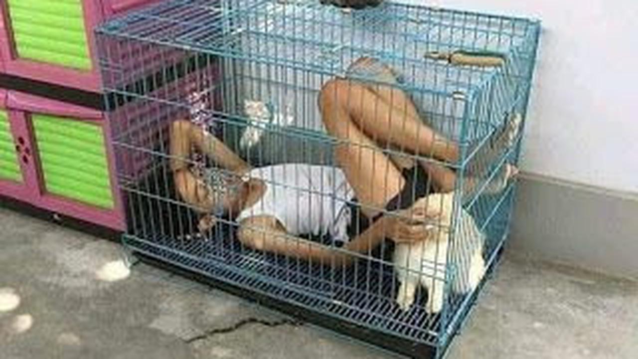 4 Kelakuan Para Sobat Kucing Mania Ini Fantastis Banget